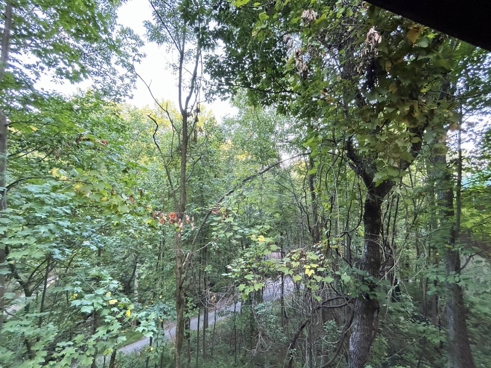 Wild Turkey "The Perfect Getaway" Villa Pigeon Forge Bagian luar foto